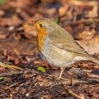 Rotkehlchen (Erithacus rubecula)