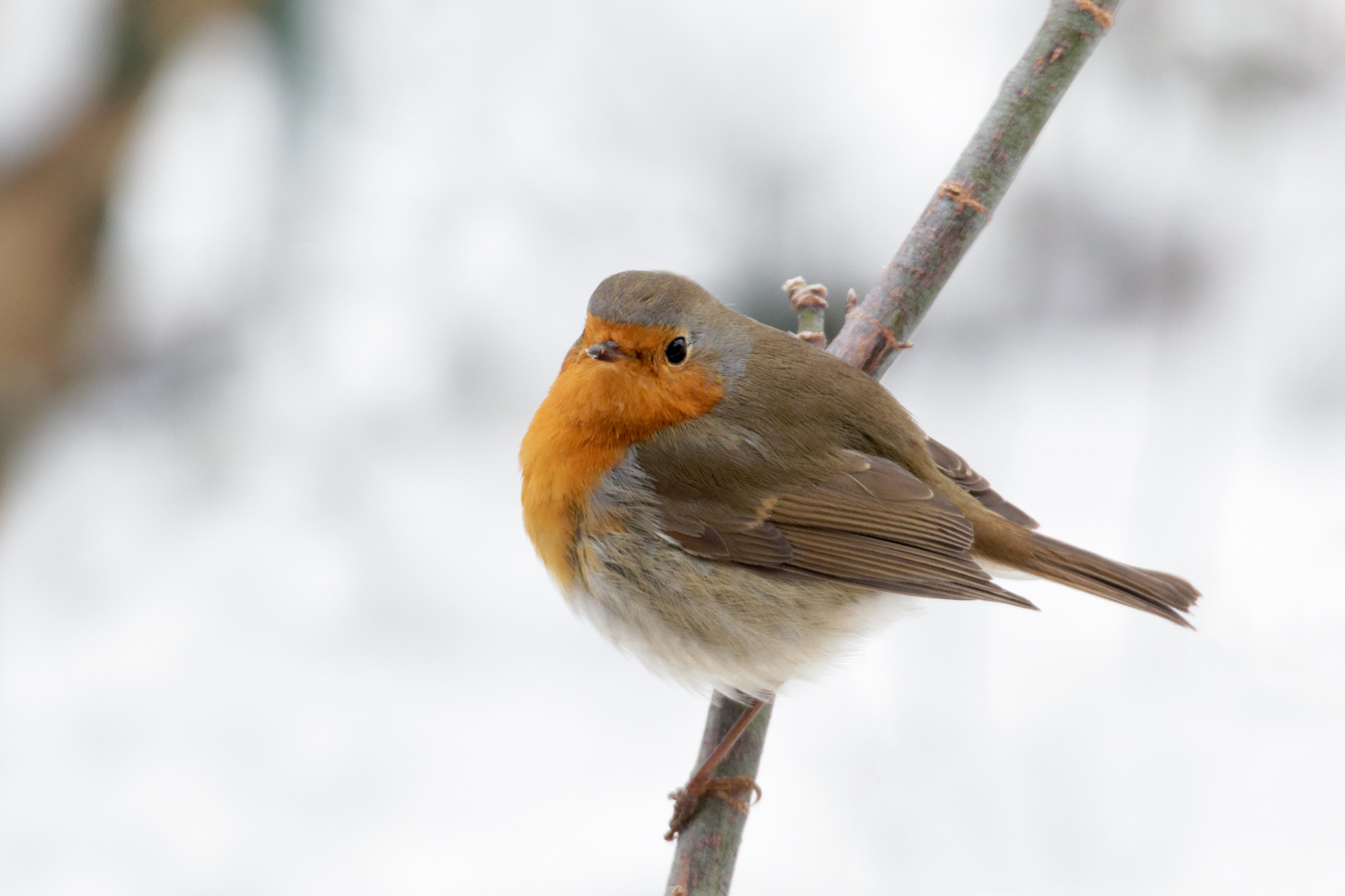 Rotkehlchen (Erithacus rubecula)