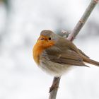 Rotkehlchen (Erithacus rubecula)