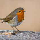 Rotkehlchen (Erithacus rubecula)