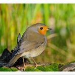 - Rotkehlchen - ( Erithacus rubecula )