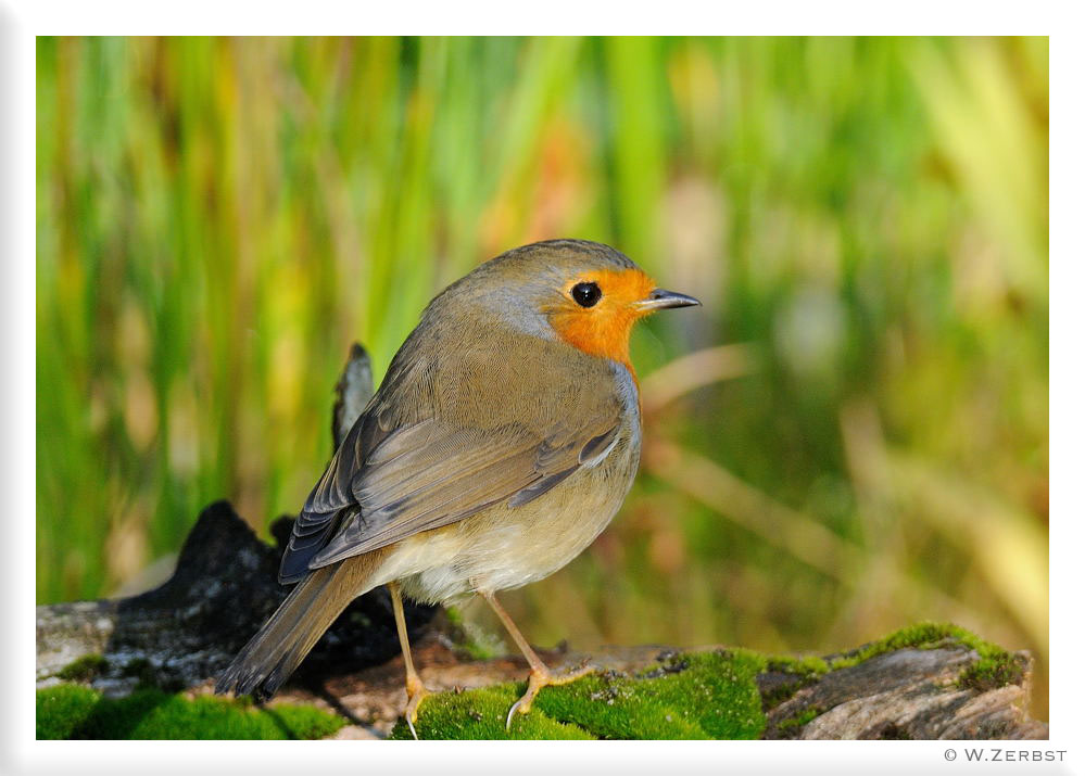 - Rotkehlchen - ( Erithacus rubecula )