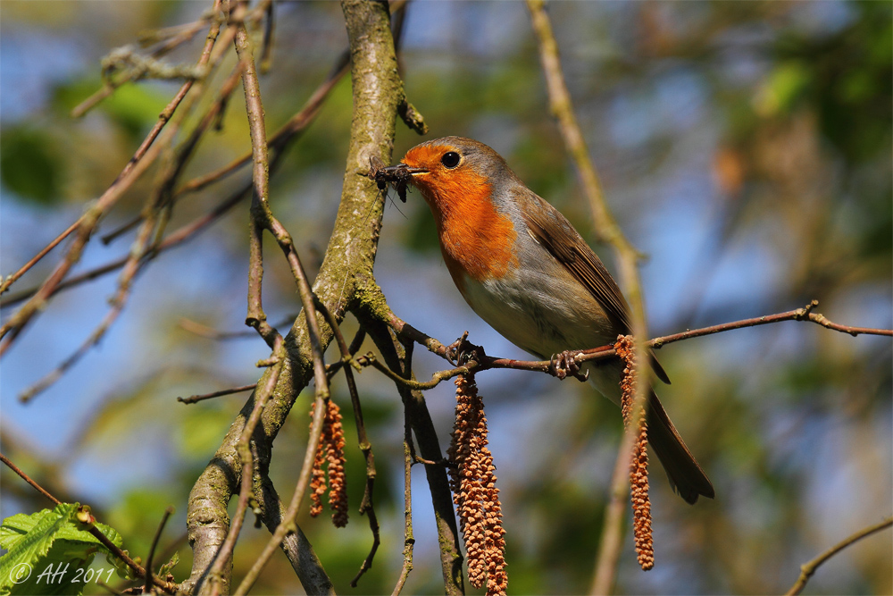 Rotkehlchen (Erithacus rubecula)