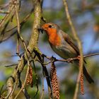 Rotkehlchen (Erithacus rubecula)