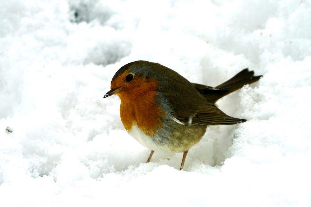 Rotkehlchen (Erithacus rubecula)