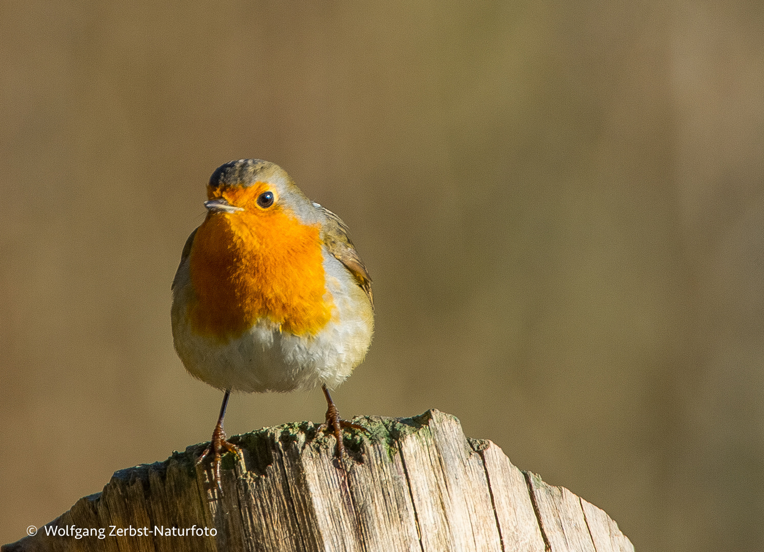 --- Rotkehlchen  ---   ( Erithacus rubecula )