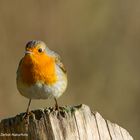 --- Rotkehlchen  ---   ( Erithacus rubecula )