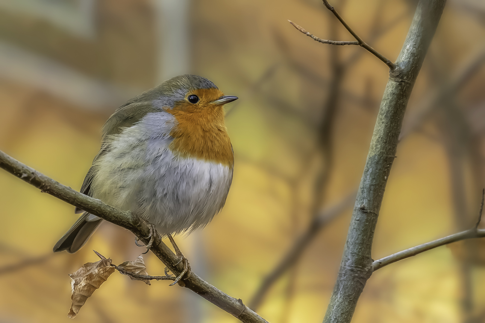 Rotkehlchen (Erithacus rubecula)