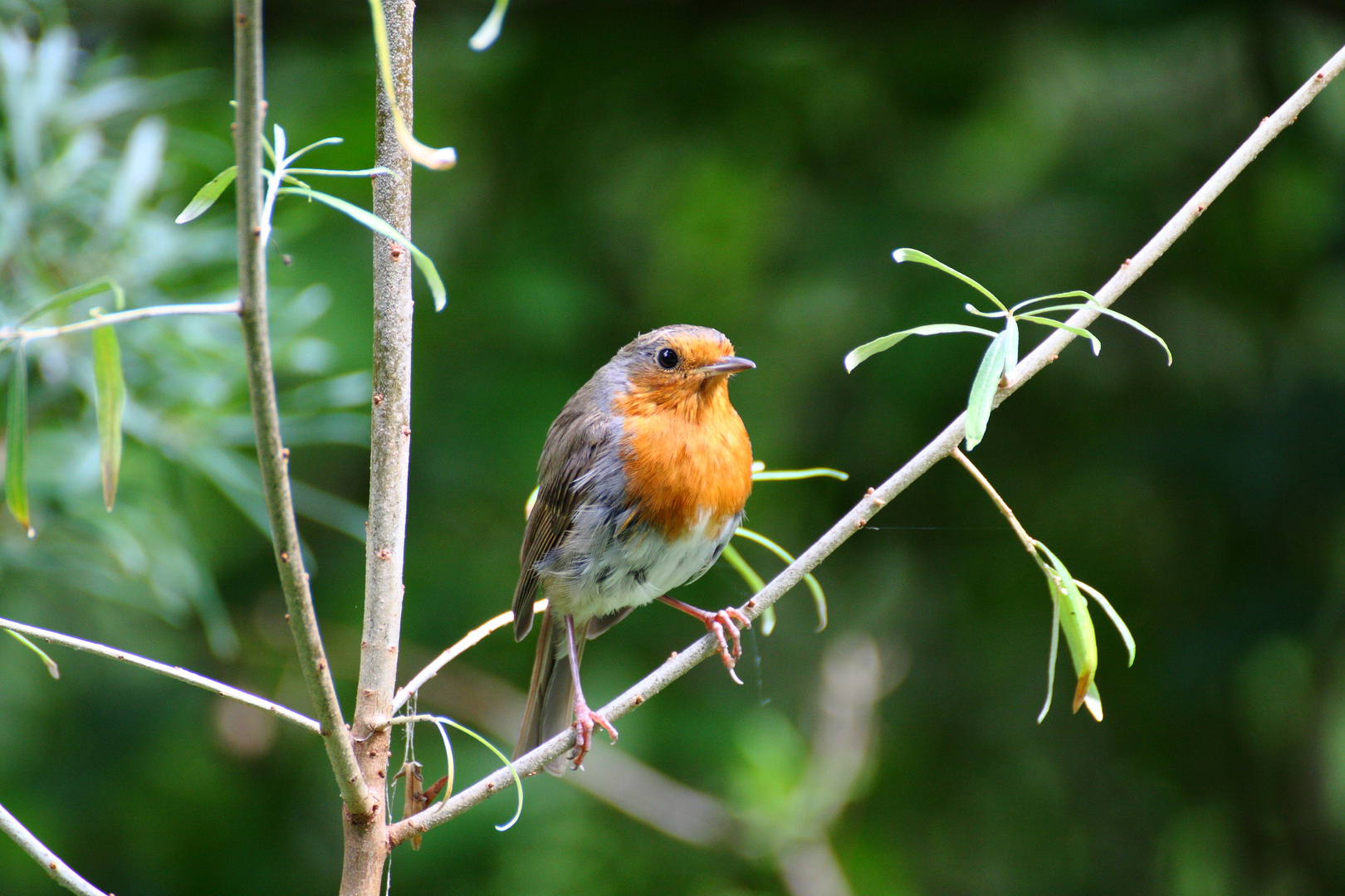 Rotkehlchen -Erithacus rubecula-