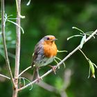 Rotkehlchen -Erithacus rubecula-