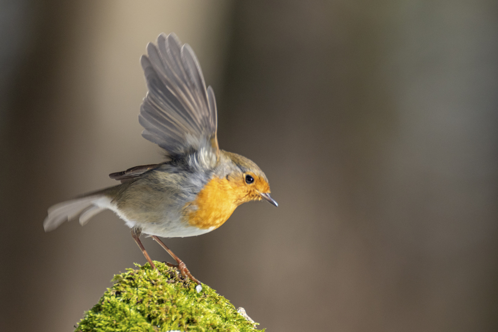 Rotkehlchen (Erithacus rubecula)