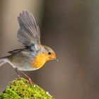 Rotkehlchen (Erithacus rubecula)