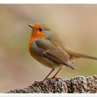 - Rotkehlchen - ( Erithacus rubecula )