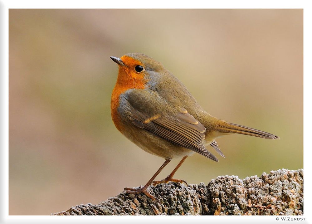 - Rotkehlchen - ( Erithacus rubecula )