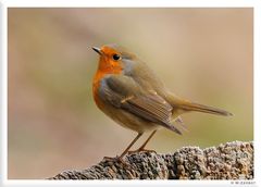 - Rotkehlchen - ( Erithacus rubecula )