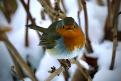 Rotkehlchen (Erithacus rubecula)