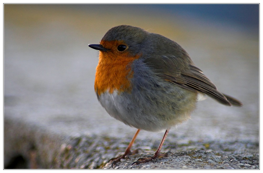 Rotkehlchen (Erithacus rubecula)