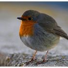 Rotkehlchen (Erithacus rubecula)