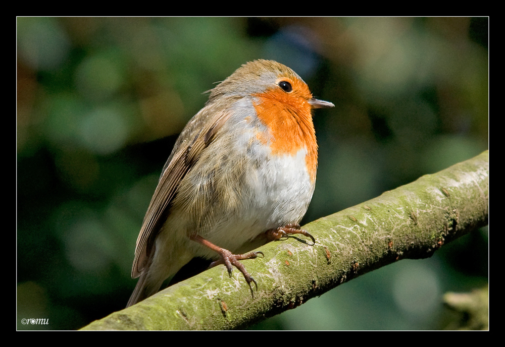 Rotkehlchen (Erithacus rubecula)