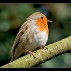 Rotkehlchen (Erithacus rubecula)