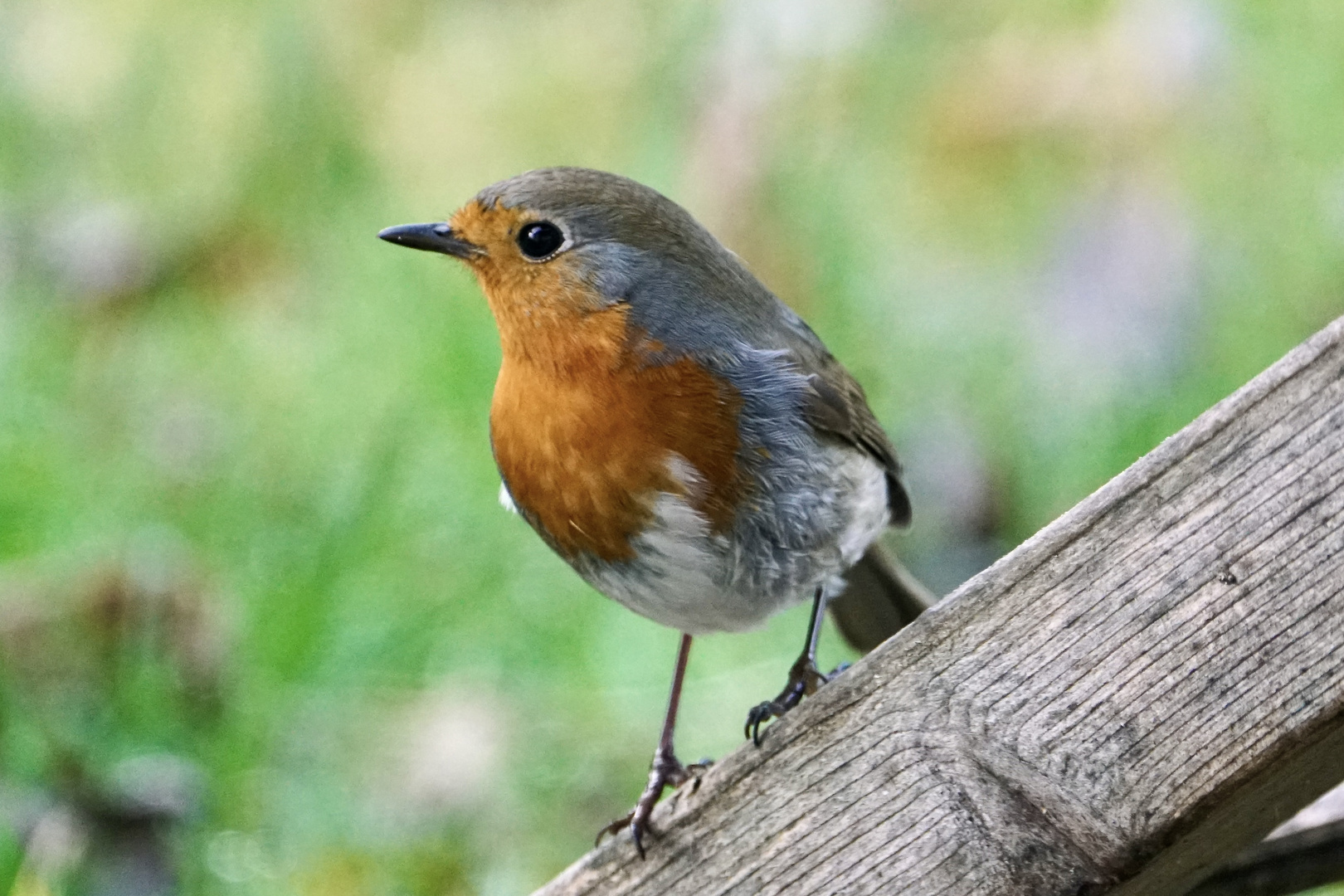 Rotkehlchen (Erithacus rubecula)