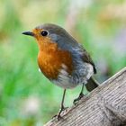 Rotkehlchen (Erithacus rubecula)