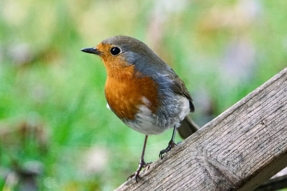 Rotkehlchen (Erithacus rubecula)