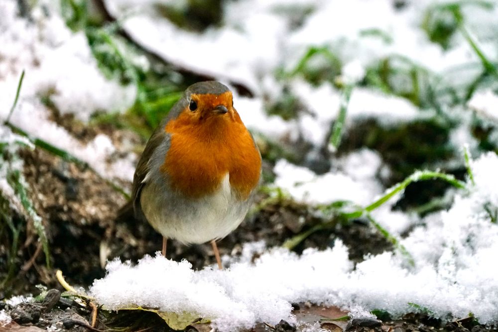 Rotkehlchen (Erithacus rubecula)