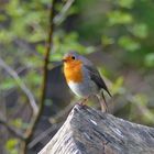 Rotkehlchen (Erithacus rubecula)