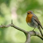 Rotkehlchen (Erithacus rubecula)