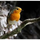 - Rotkehlchen - ( Erithacus rubecula )