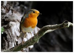 - Rotkehlchen - ( Erithacus rubecula )