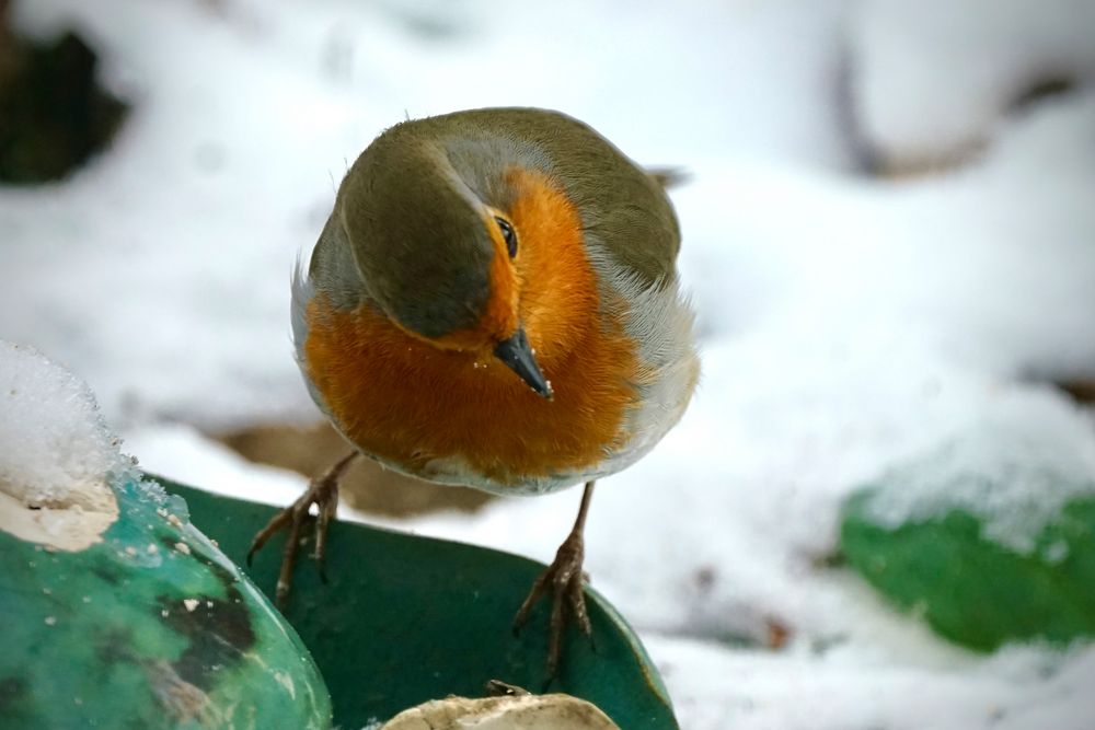 Rotkehlchen (Erithacus rubecula)