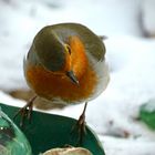 Rotkehlchen (Erithacus rubecula)