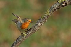  Rotkehlchen (Erithacus rubecula) 