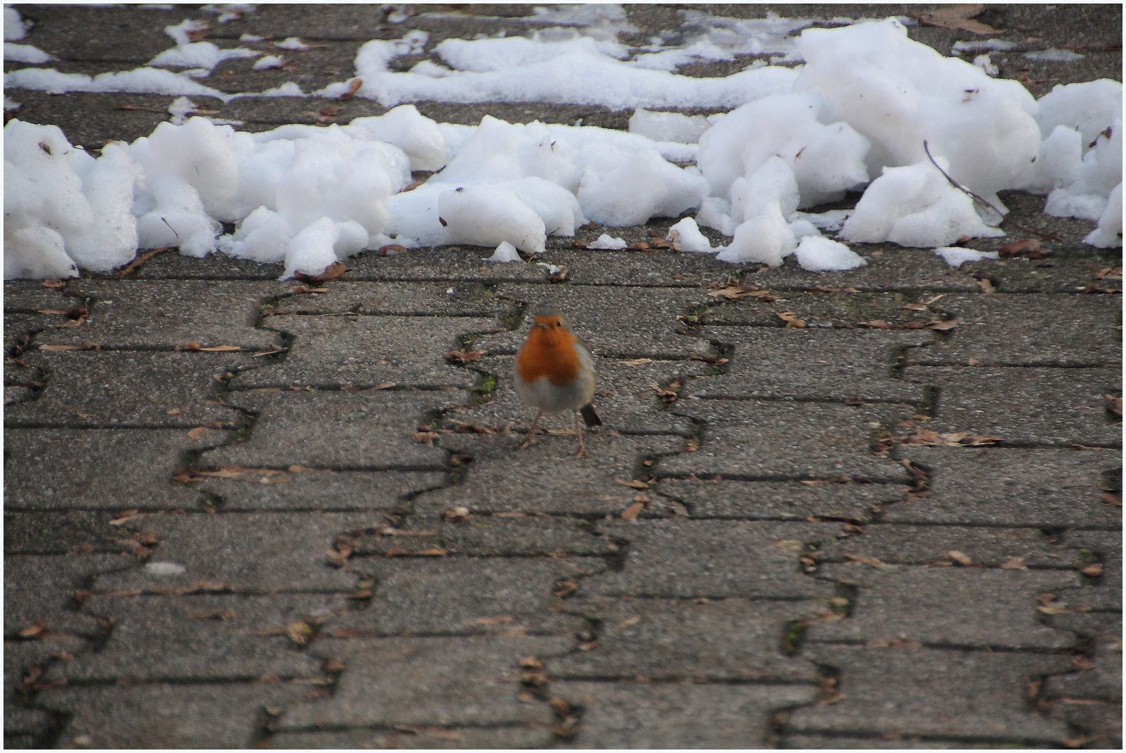 Rotkehlchen (Erithacus rubecula) auf Futtersuche