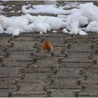 Rotkehlchen (Erithacus rubecula) auf Futtersuche