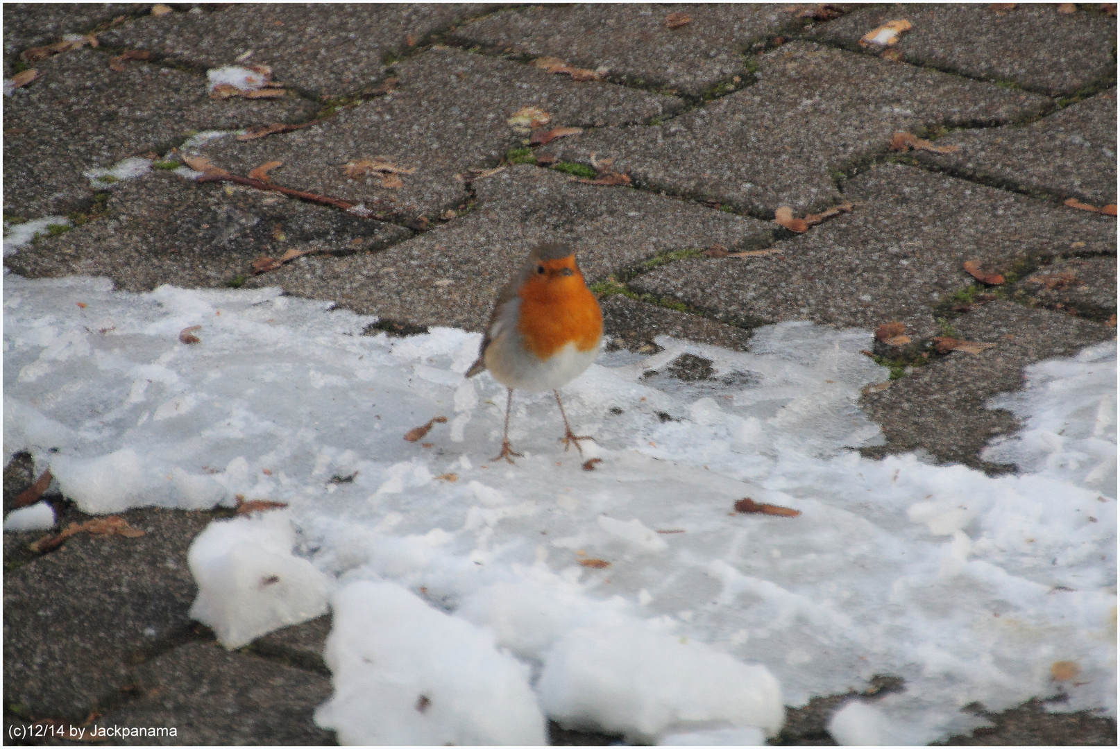 Rotkehlchen (Erithacus rubecula) auf Futtersuche