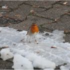 Rotkehlchen (Erithacus rubecula) auf Futtersuche