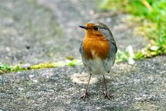 Rotkehlchen (Erithacus rubecula)