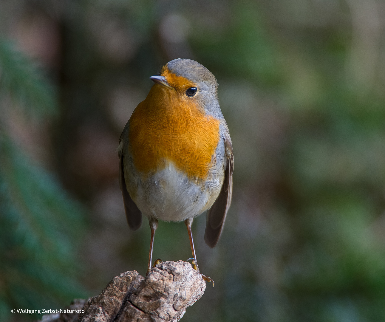 - Rotkehlchen - (Erithacus rubecula )