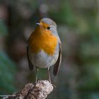 - Rotkehlchen - (Erithacus rubecula )