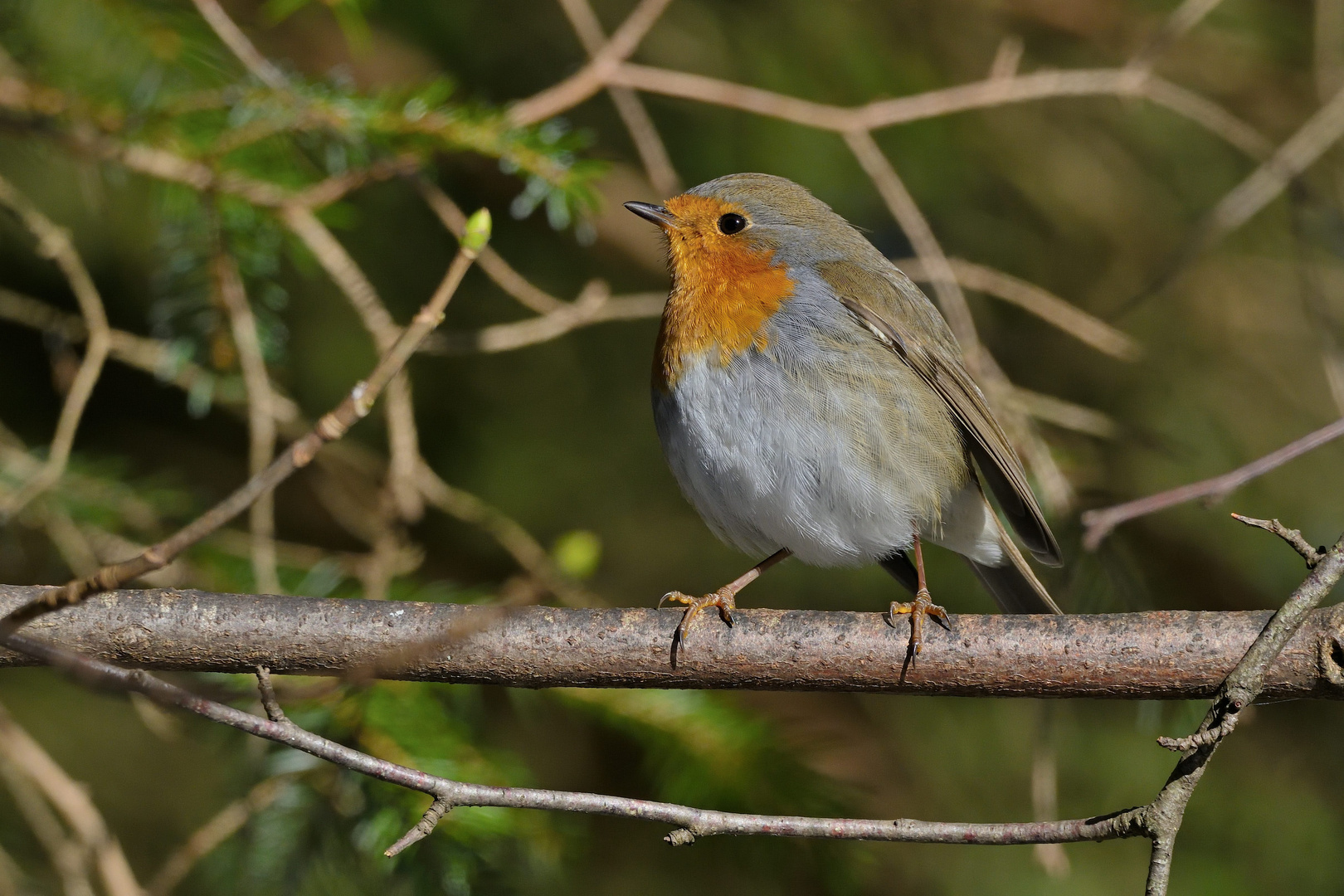 Rotkehlchen (Erithacus rubecula) 