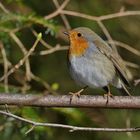 Rotkehlchen (Erithacus rubecula) 