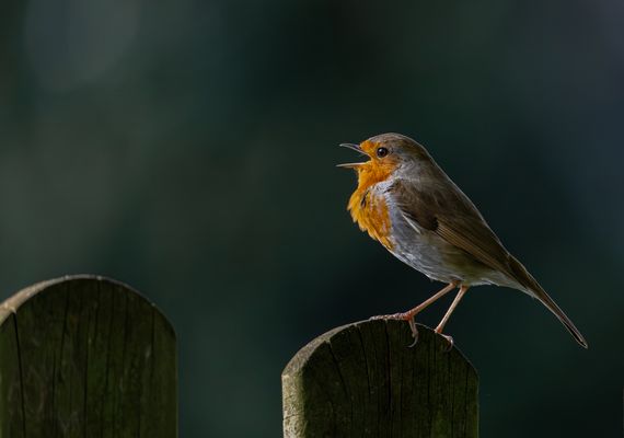 Rotkehlchen ( Erithacus rubecula)