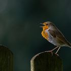 Rotkehlchen ( Erithacus rubecula)