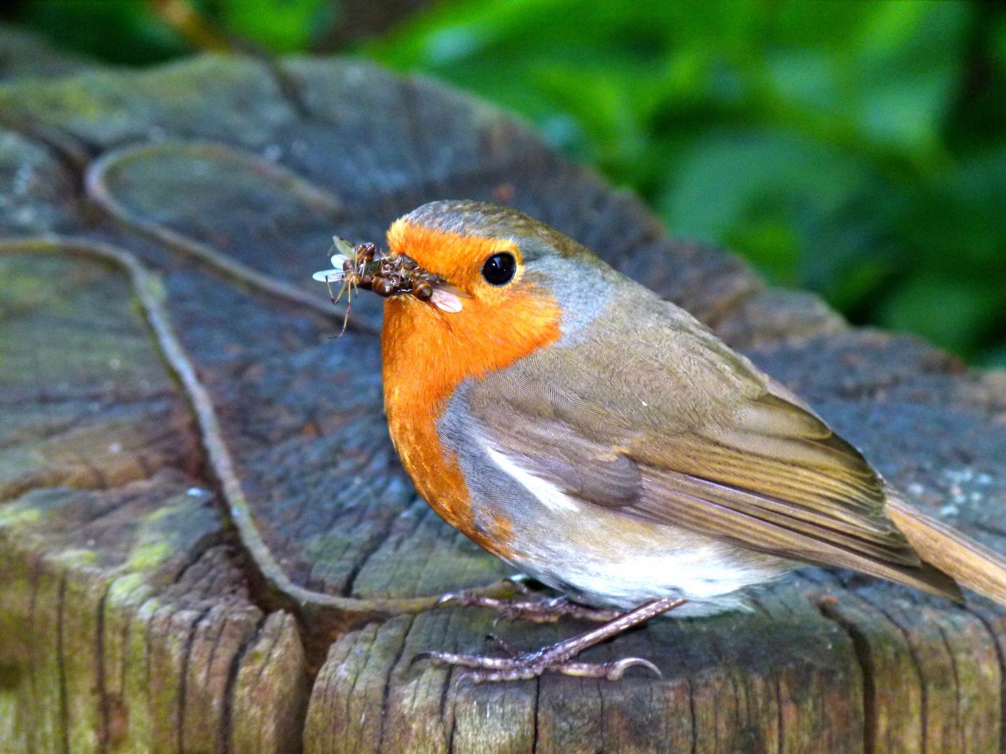 "Rotkehlchen" (Erithacus rubecula)