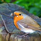 "Rotkehlchen" (Erithacus rubecula)