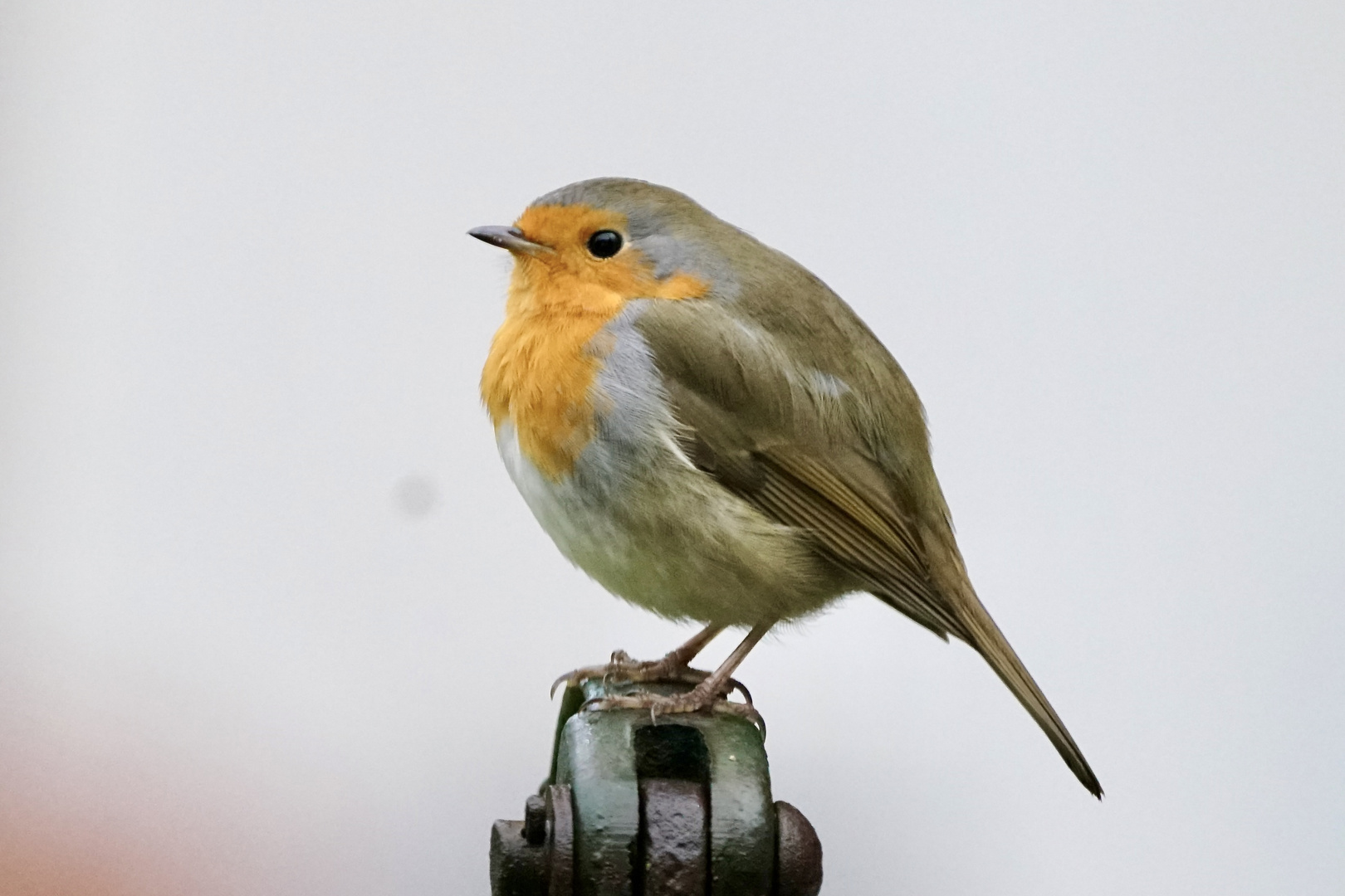 Rotkehlchen (Erithacus rubecula)