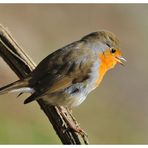 --- Rotkehlchen --- ( Erithacus rubecula )